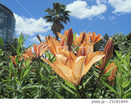 透かし百合の仲間のオレンジ色の花 透かし百合の仲間のオレンジ色の花 23281844
