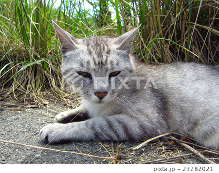 漁港の野良猫 23282021