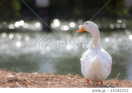White duck stand next to a pond or lake White duck stand next to a pond or lake 23282352