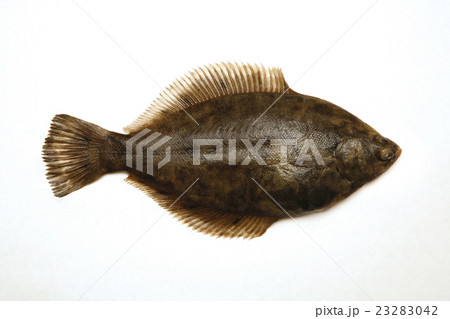 マコガレイ 23283042