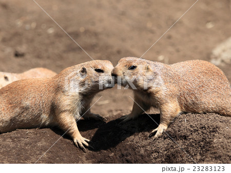 プレーリードッグ 23283123