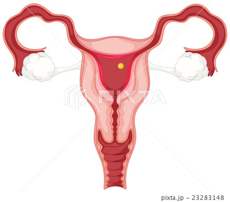 Menstrual cycle for woman 23283148