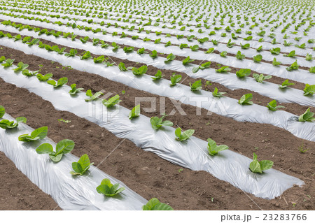 葉たばこ栽培（だるま葉）_5月 23283766