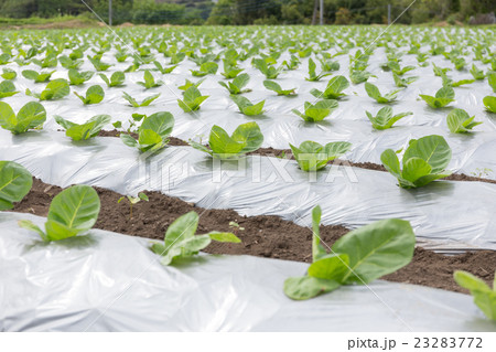 葉たばこ栽培(だるま葉)_5月 葉たばこ栽培(だるま葉)_5月 23283772