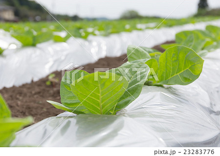 葉たばこ栽培(だるま葉)_5月 葉たばこ栽培(だるま葉)_5月 23283776