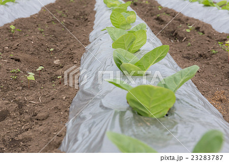 葉たばこ栽培（だるま葉）_5月 23283787