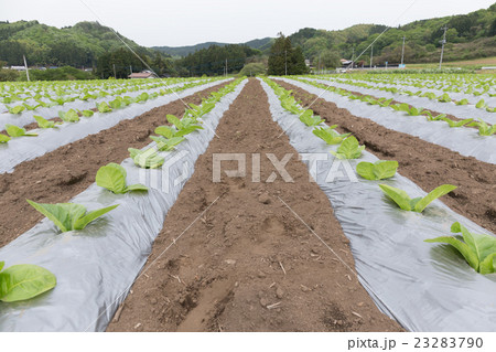 葉たばこ栽培（だるま葉）_5月 23283790