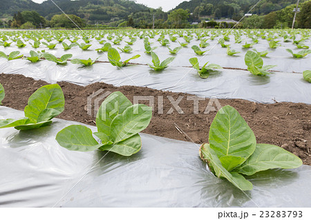 葉たばこ栽培(だるま葉)_5月 葉たばこ栽培(だるま葉)_5月 23283793