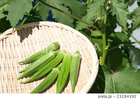 オクラ　家庭菜園 23284392