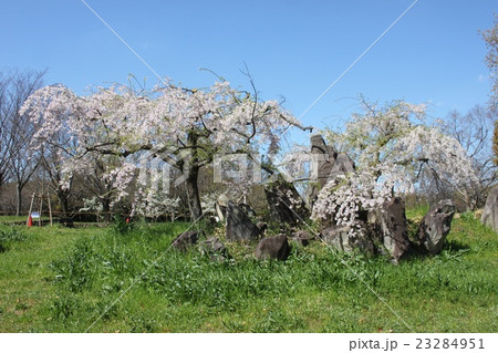 堺市堺区大仙公園の桜 23284951