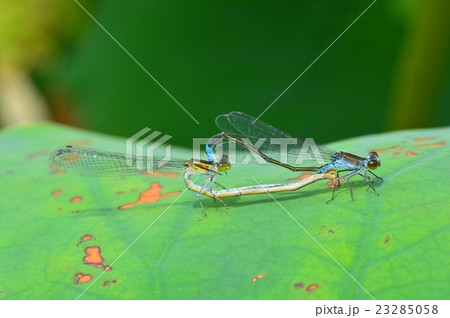 イトトンボの交尾 23285058