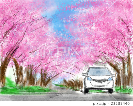 桜並木 イラストのイラスト素材