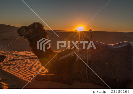 Camel during sunset in Sahara Desert Camel during sunset in Sahara Desert 23286165