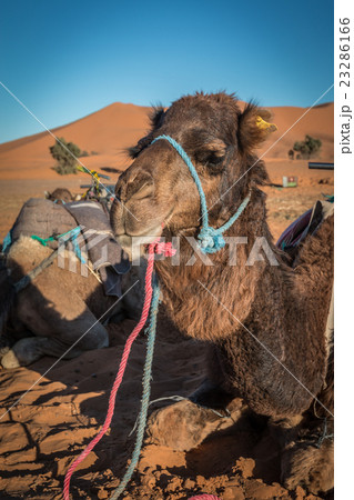 Camels in Morocco desert Camels in Morocco desert 23286166