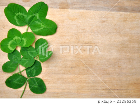 green spring leaves clover on wooden background green spring leaves clover on wooden background 23286259