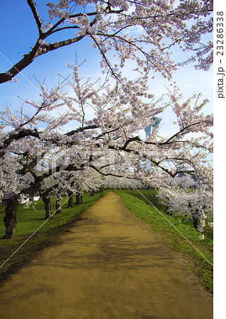 函館五稜郭桜 23286338