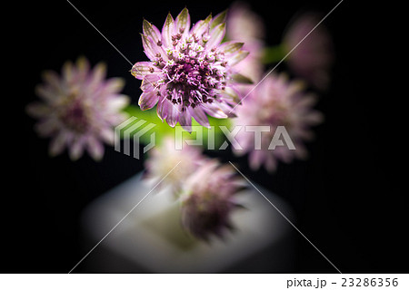 アストランティア、花、接写。 23286356
