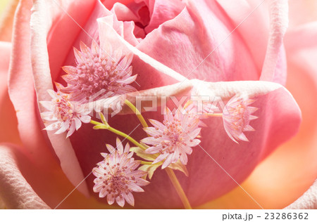 アストランティア、花、接写。 アストランティア、花、接写。 23286362