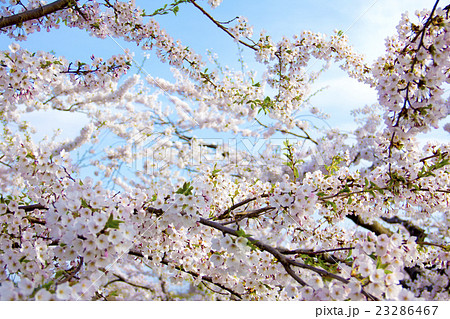 函館五稜郭桜 23286467