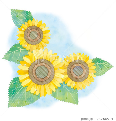 ひまわりのイラスト ひまわりのイラスト 23286514