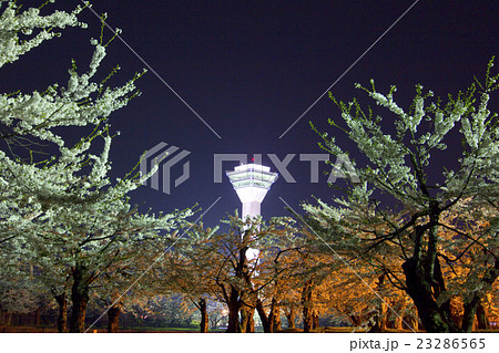 函館五稜郭桜夜景 函館五稜郭桜夜景 23286565