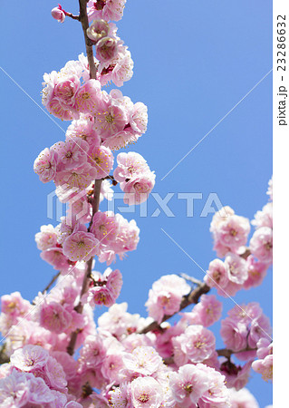 札幌市平岡公園梅林 札幌市平岡公園梅林 23286632