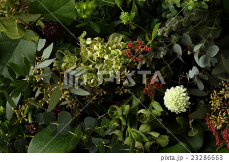 ボタニカルグリーン 23286663