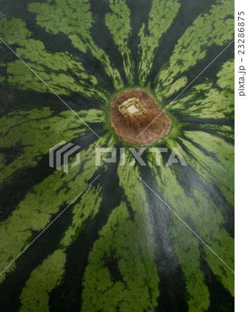 大玉スイカ 23286875