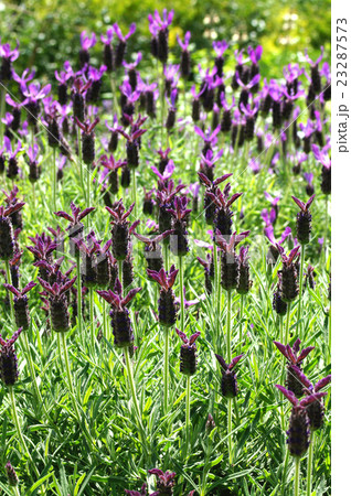 ストエカスラベンダー ヘルムスデールの写真素材