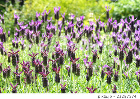 ストエカスラベンダー・ヘルムスデール ストエカスラベンダー・ヘルムスデール 23287574