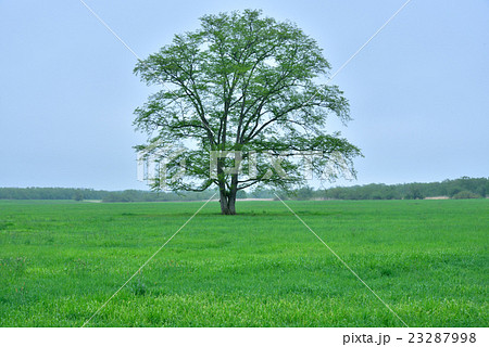 はるにれの木 北海道豊頃町 23287998