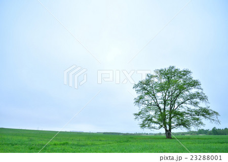 はるにれの木 北海道豊頃町 23288001