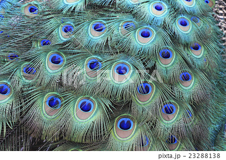 孔雀の羽の写真素材