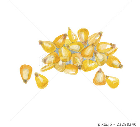 トウモロコシ 23288240