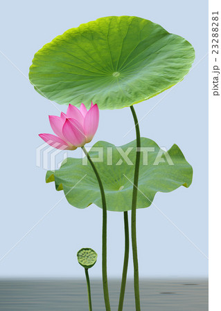 蓮の花と葉 23288281