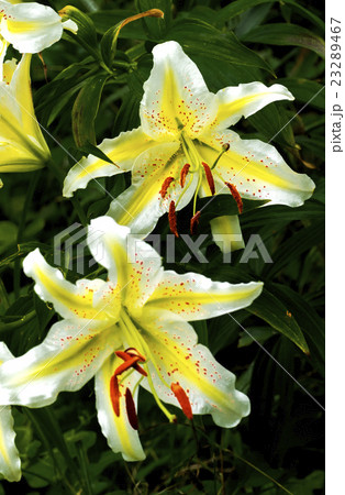 ヤマユリの花 23289467