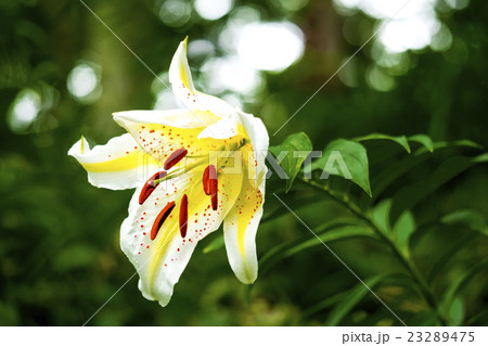 ヤマユリの花 23289475