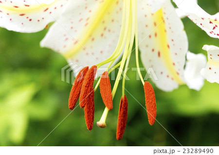 ヤマユリの花 23289490