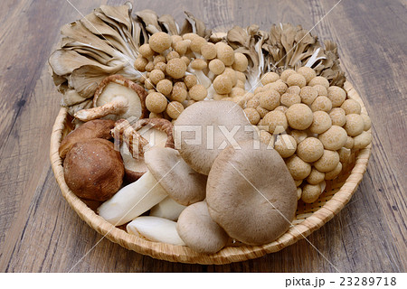 きのこ 23289718