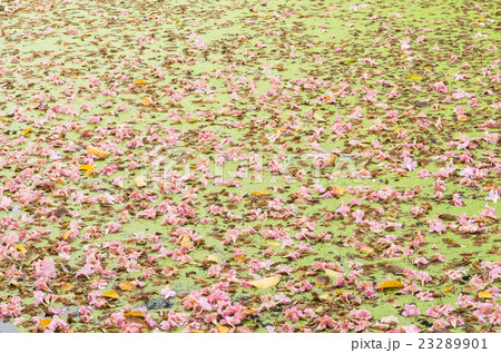 Texture of Tabebuia rosea floating in the lake. 23289901