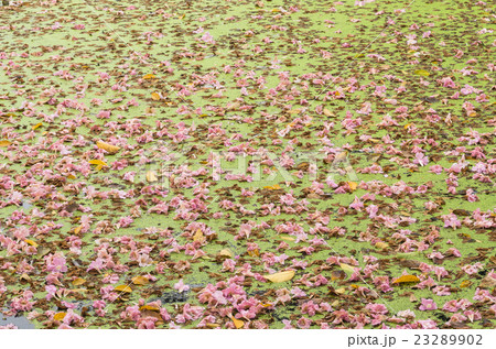 Texture of Tabebuia rosea floating in the lake. 23289902