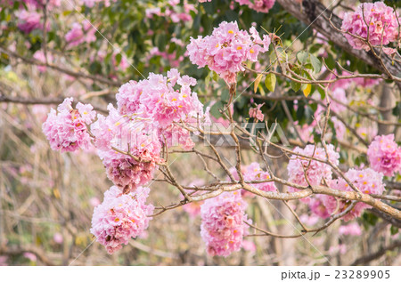 Pink trumpet (tabebuia) tree flower blooming.  23289905