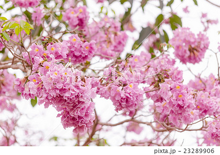 Pink trumpet (tabebuia) tree flower blooming.  23289906