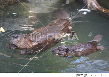 ビーバーの親子 23290499