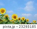 青空と並んだひまわり 23293185