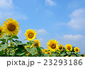 並んだひまわりと青空 23293186