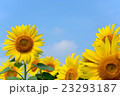 青空とひまわりの大輪 23293187