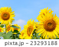 大輪のひまわりと青空 23293188
