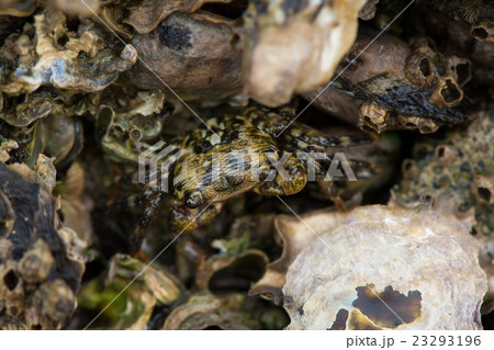 イソガニ イソガニ 23293196