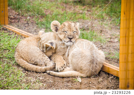 富士サファリパーク ライオンの赤ちゃんの写真素材